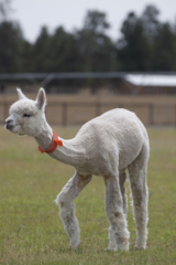 alpaca for sale