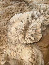 alpaca for sale