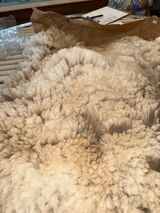 alpaca for sale