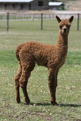 alpaca for sale