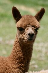 alpaca for sale