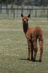 alpaca for sale