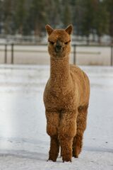 alpaca for sale