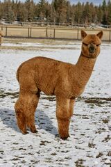 alpaca for sale
