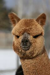 alpaca for sale