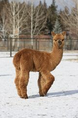 alpaca for sale