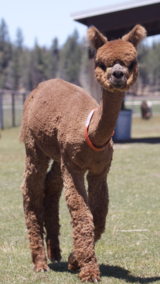 alpaca for sale