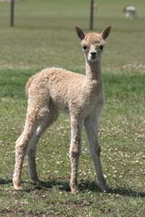 alpaca for sale