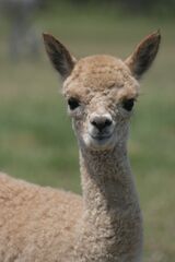 alpaca for sale
