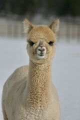 alpaca for sale