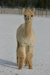alpaca for sale