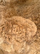 alpaca for sale