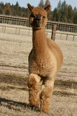 alpaca for sale