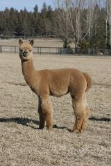alpaca for sale