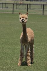 alpaca for sale