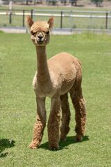 alpaca for sale