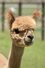 alpaca for sale