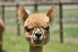 alpaca for sale