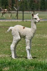 alpaca for sale
