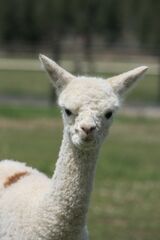 alpaca for sale