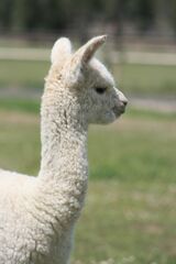 alpaca for sale