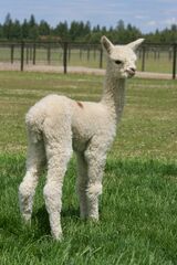 alpaca for sale