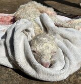 alpaca for sale