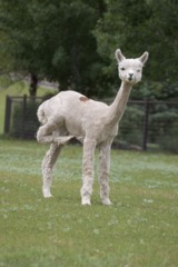alpaca for sale