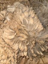 alpaca for sale