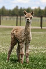 alpaca for sale