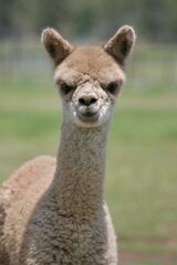 alpaca for sale