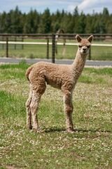 alpaca for sale