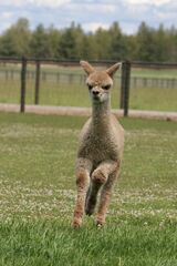 alpaca for sale