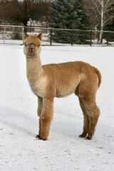 alpaca for sale