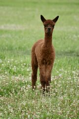 alpaca for sale