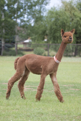 alpaca for sale