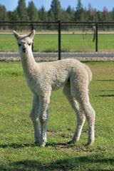 alpaca for sale