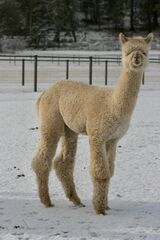 alpaca for sale