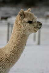 alpaca for sale