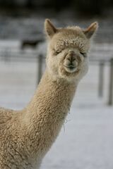 alpaca for sale