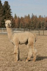 alpaca for sale