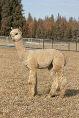 alpaca for sale