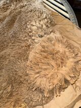 alpaca for sale