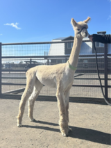 alpaca for sale