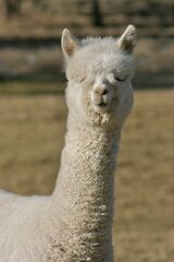 alpaca for sale
