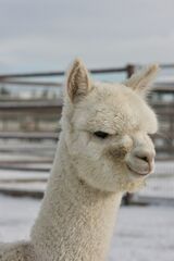 alpaca for sale