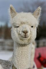 alpaca for sale