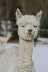alpaca for sale