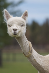 alpaca for sale