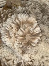 alpaca for sale